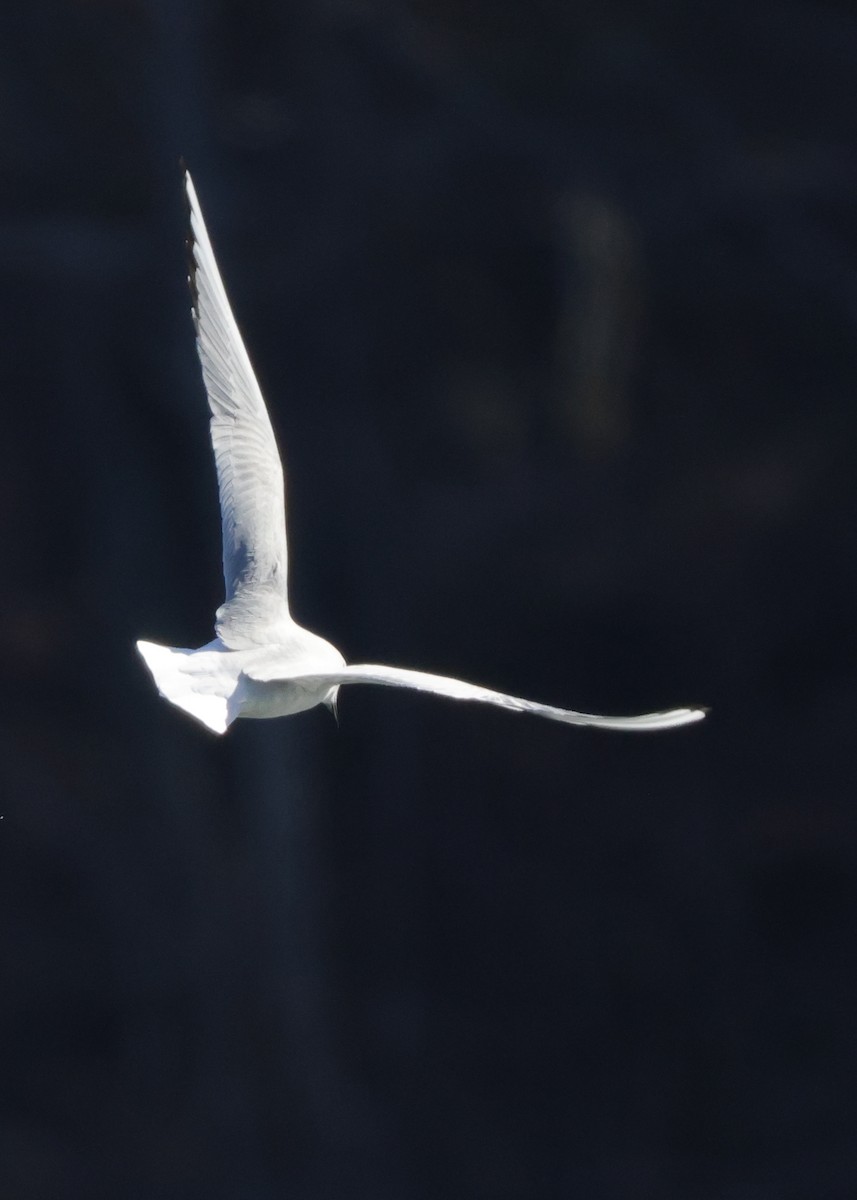 Bonaparte's Gull - ML629624936