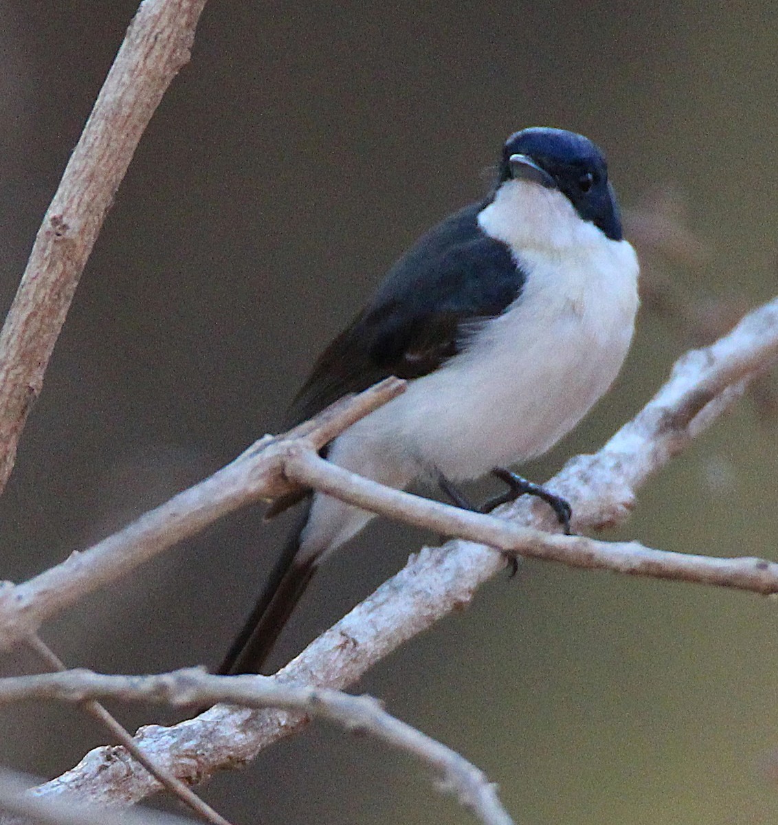Paperbark Flycatcher - ML629624958