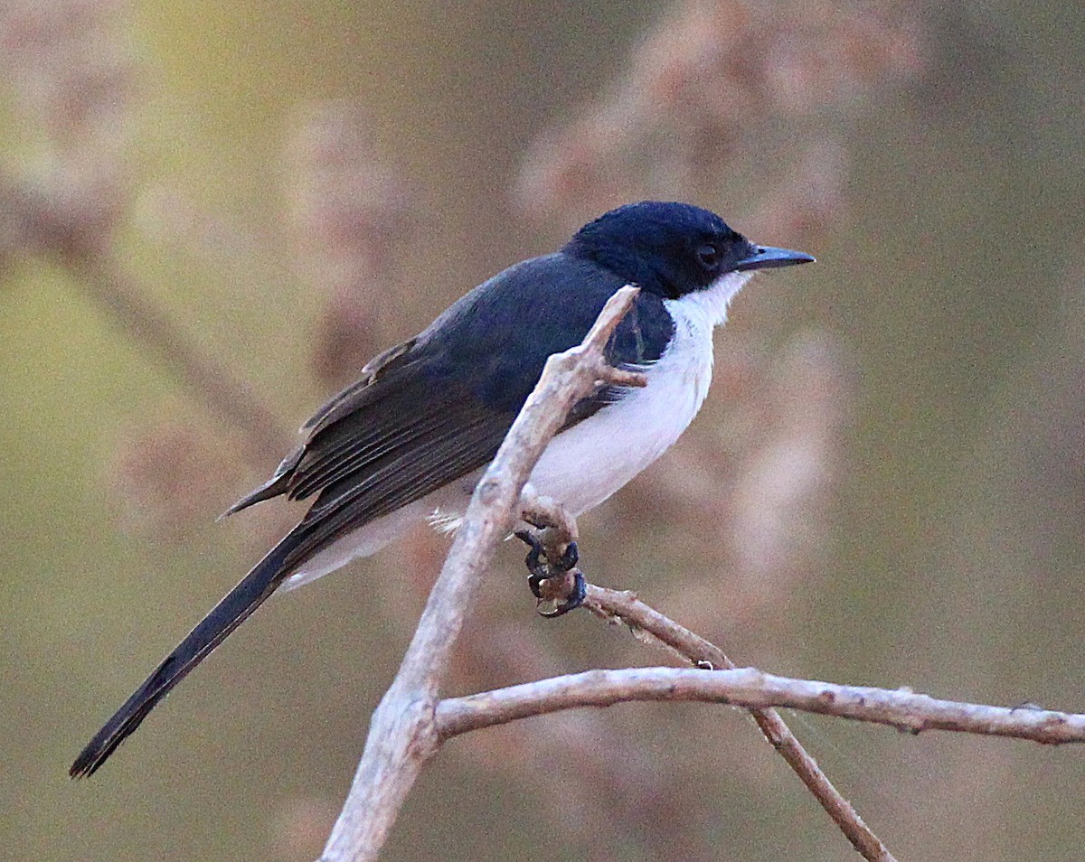 Paperbark Flycatcher - ML629624959