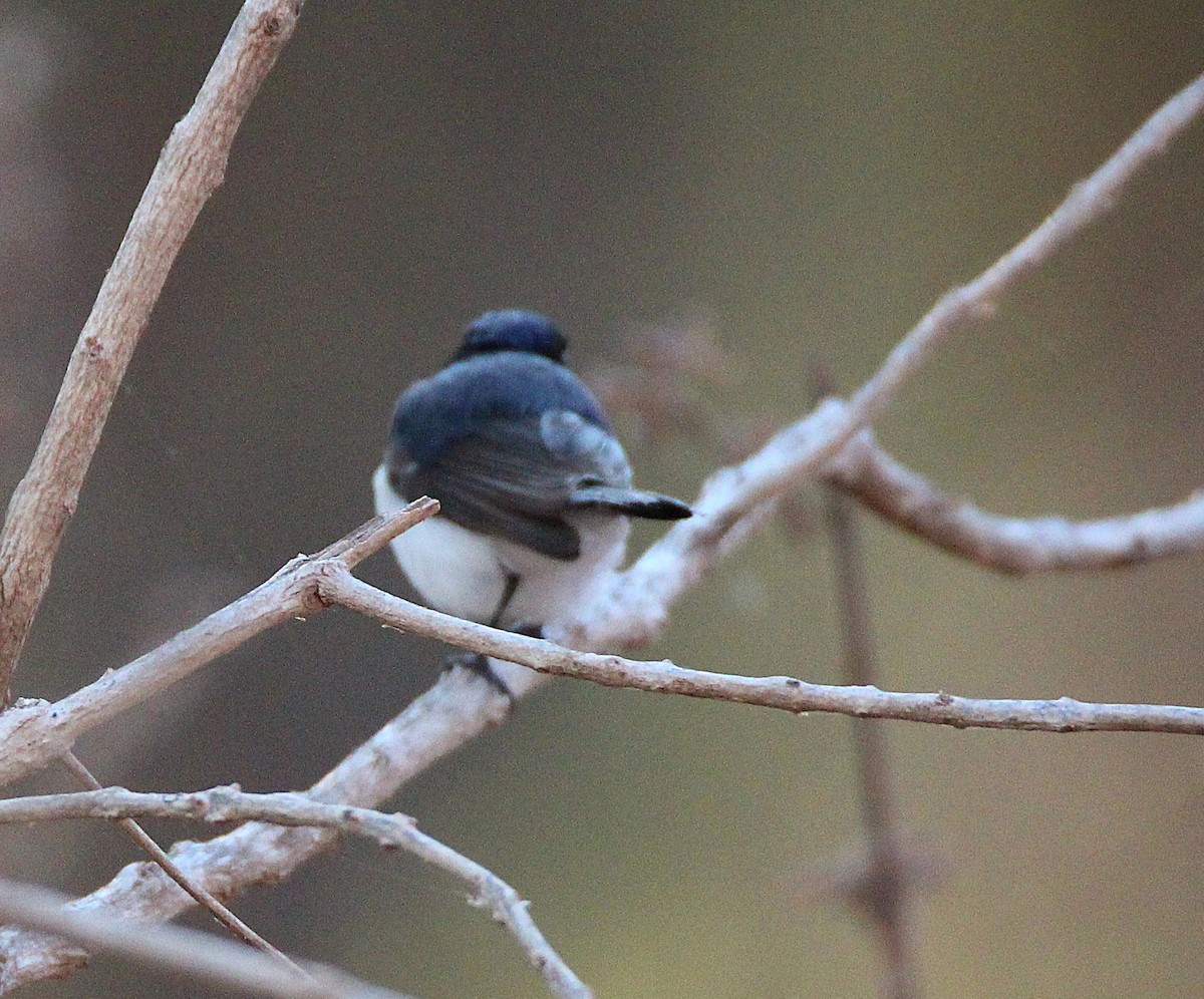Paperbark Flycatcher - ML629624960