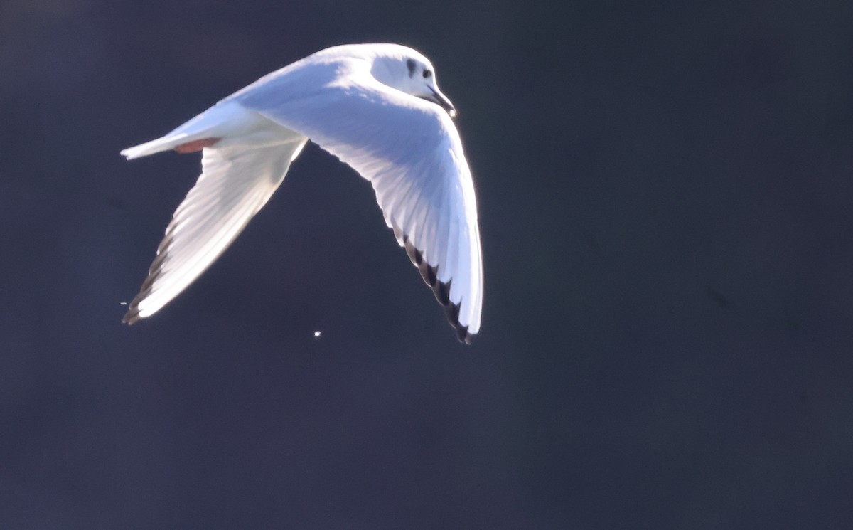 Bonaparte's Gull - ML629624961