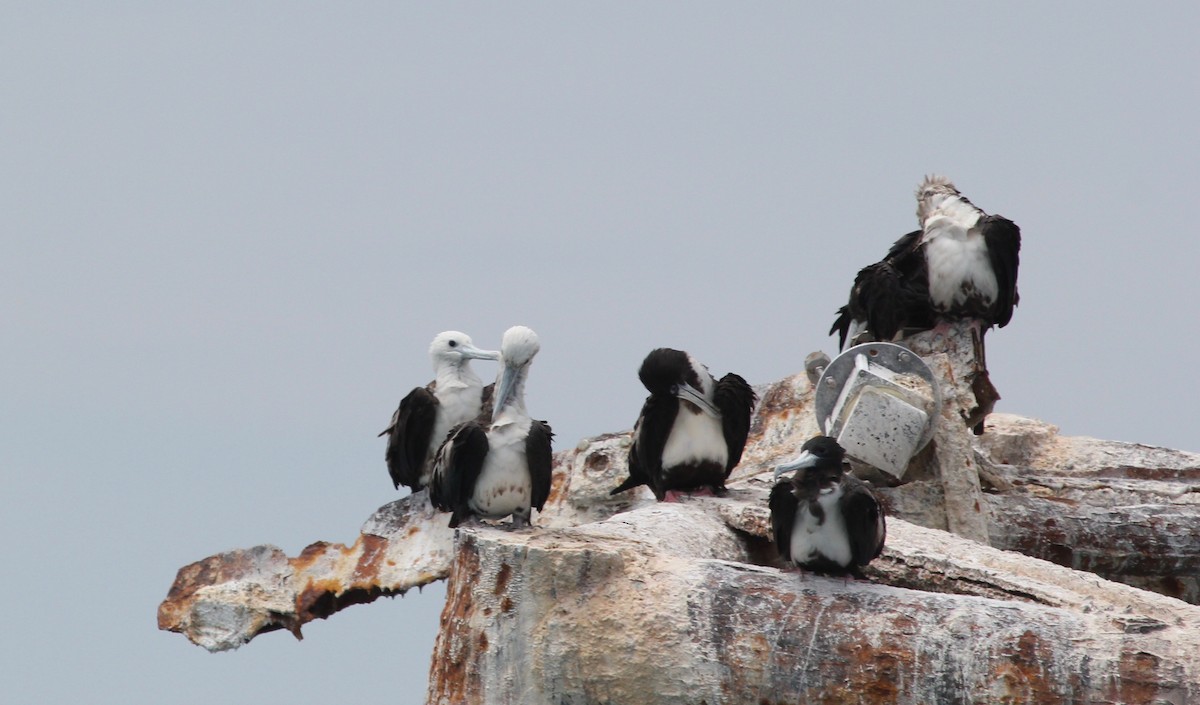 Magnificent Frigatebird - ML629624962