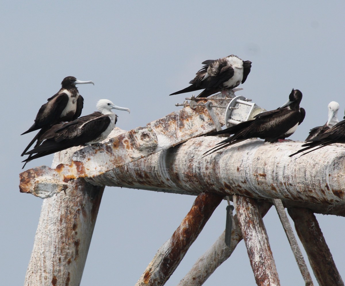 Magnificent Frigatebird - ML629624963