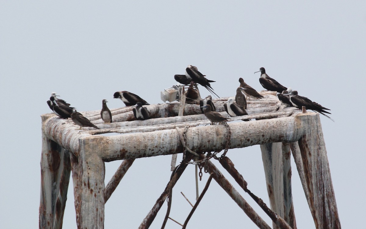 Magnificent Frigatebird - ML629624964