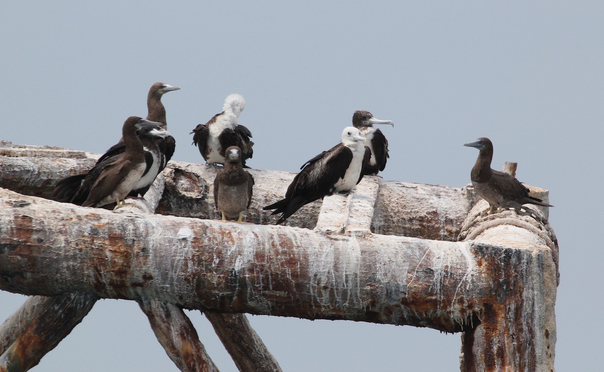 Magnificent Frigatebird - ML629624966