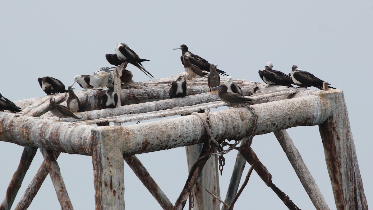 Magnificent Frigatebird - ML629624967