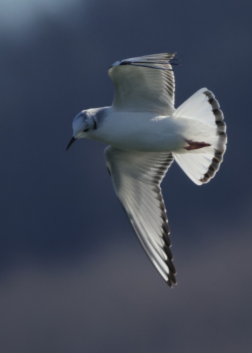 Bonaparte's Gull - ML629624987