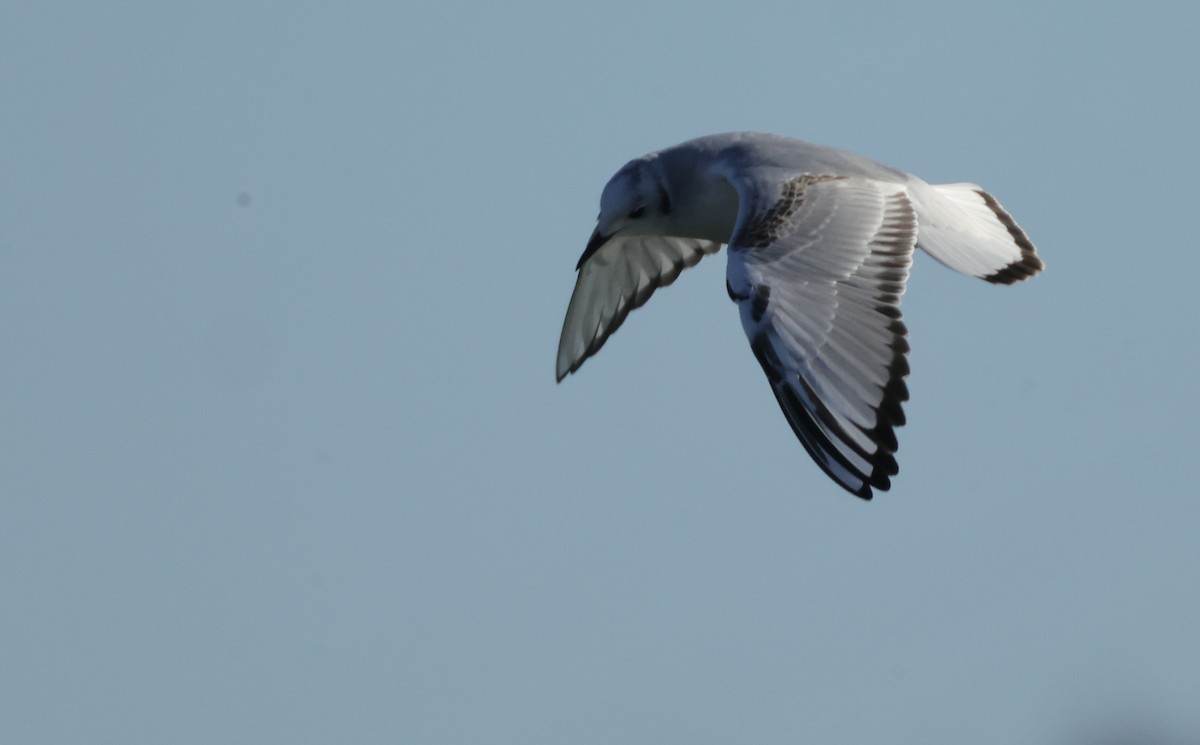 Bonaparte's Gull - ML629625001