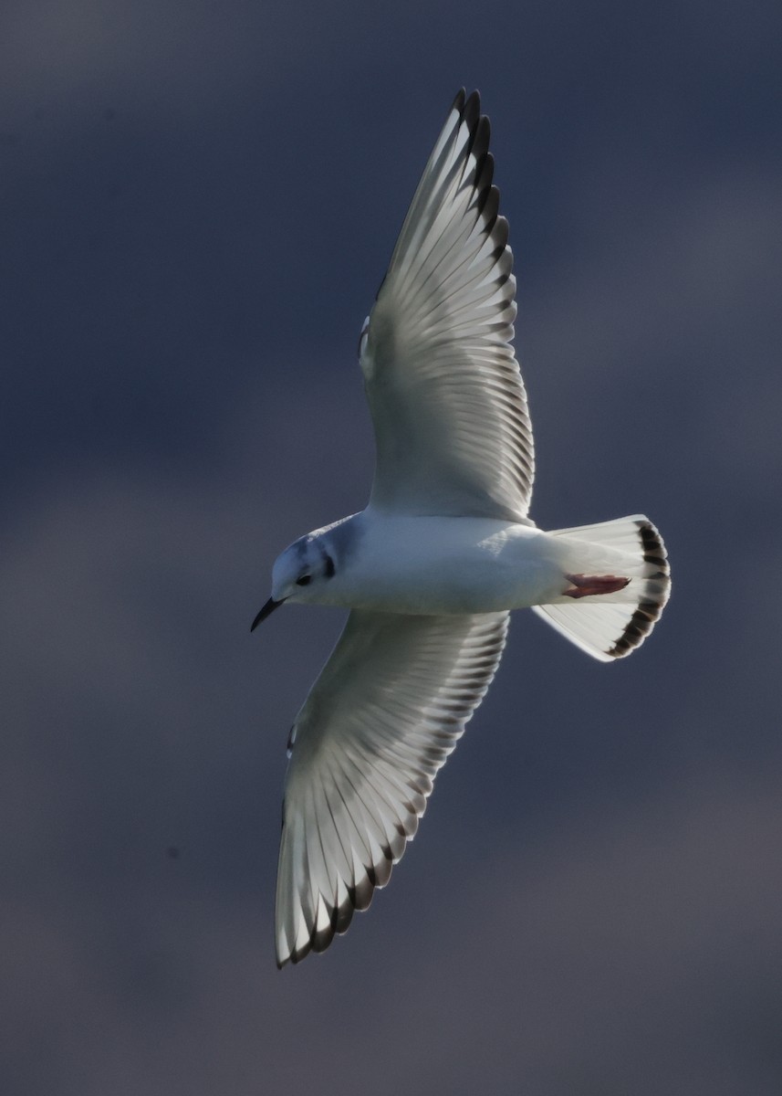 Bonaparte's Gull - ML629625034