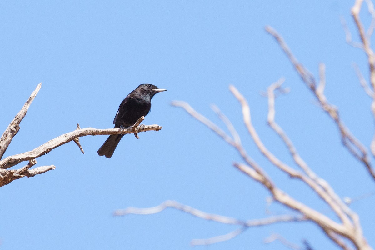 White-winged Black-Tyrant - ML629625382