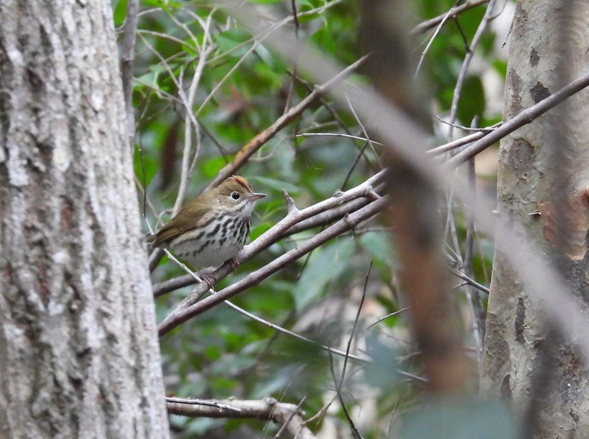 Ovenbird - ML629625604
