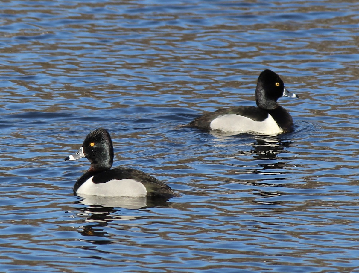 Ring-necked Duck - ML629626005