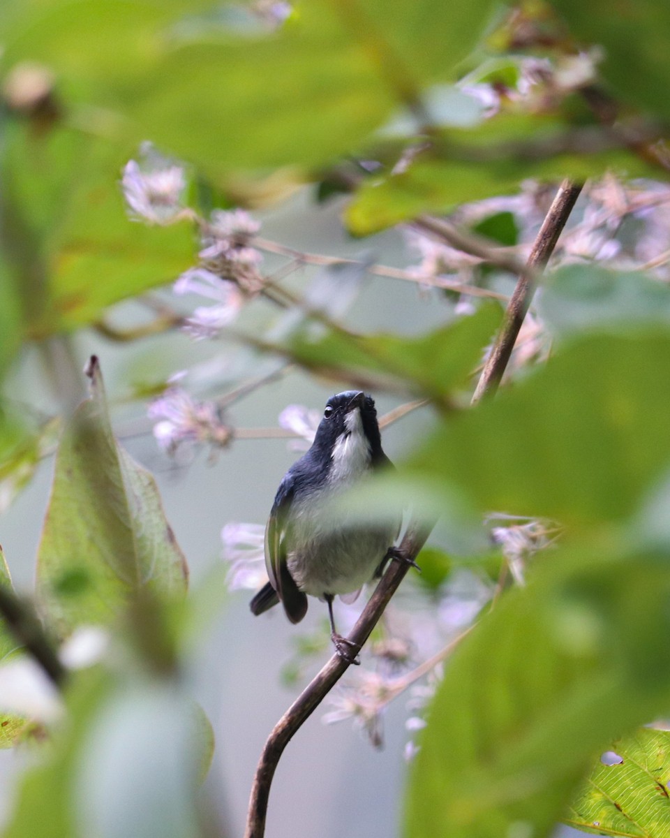 Slaty-blue Flycatcher - ML629626173