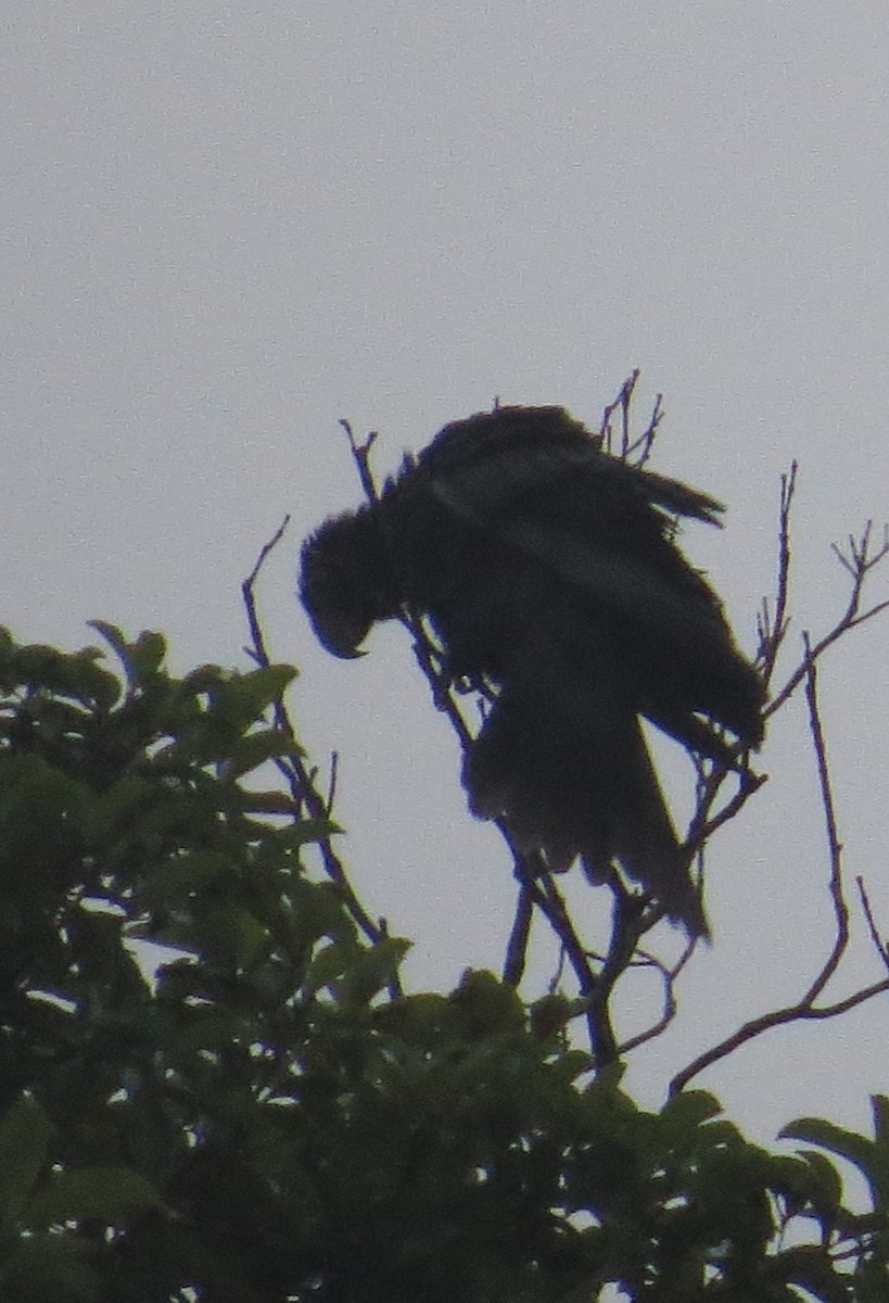 Greater Vasa Parrot - ML629626191