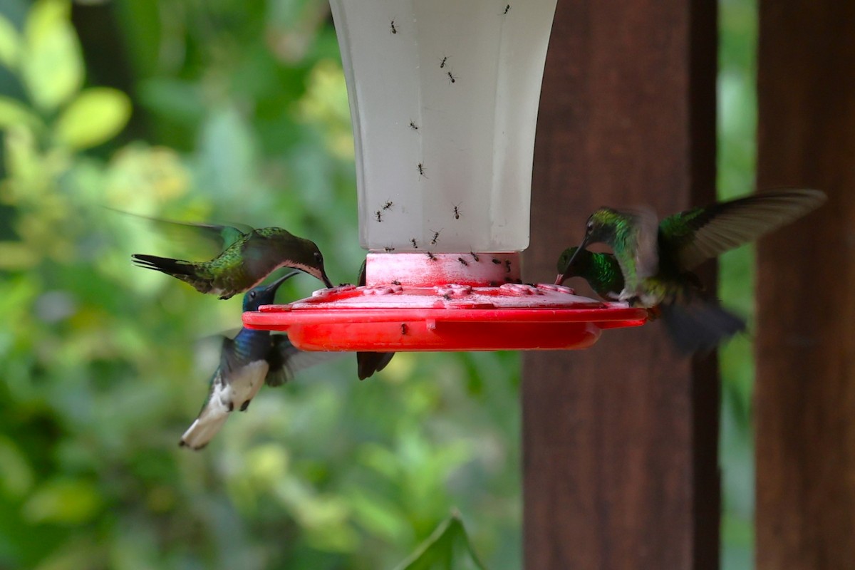 Black-throated Mango (Black-throated) - ML629626273