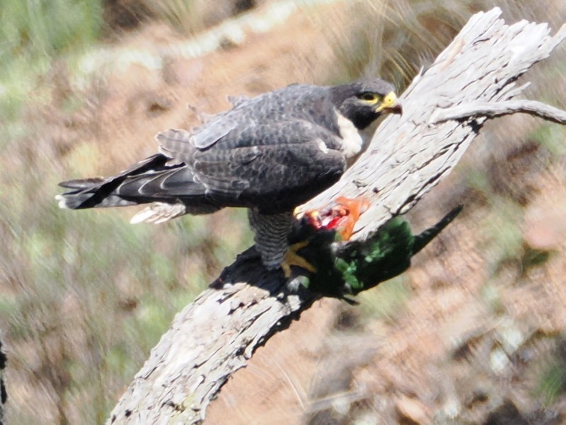 Faucon pèlerin - ML629626357