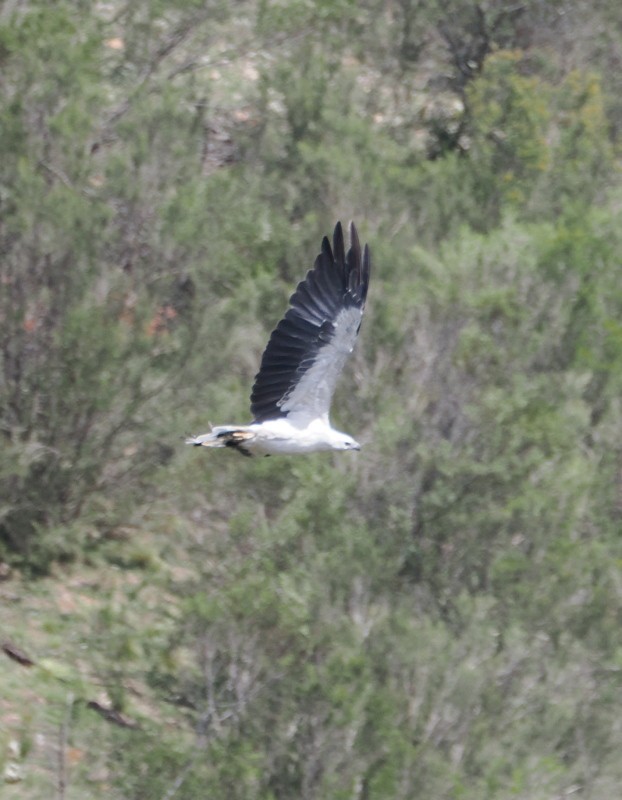 Pygargue blagre - ML629626541