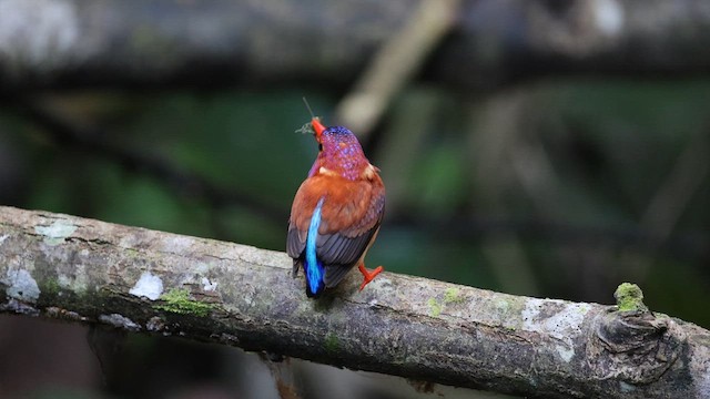 Sulawesi Dwarf-Kingfisher - ML629626749