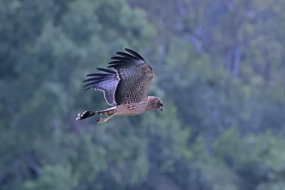 Spotted Harrier - ML629627723