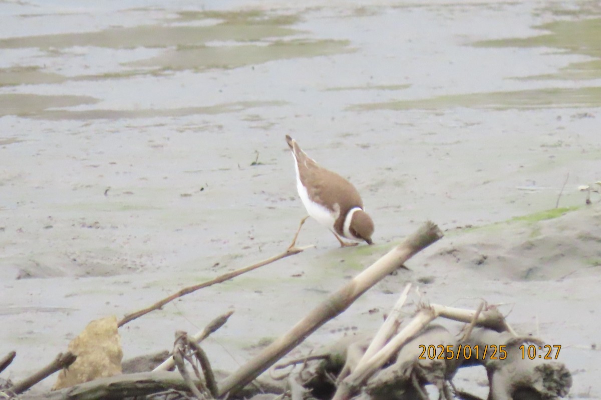 Little Ringed Plover - ML629627942