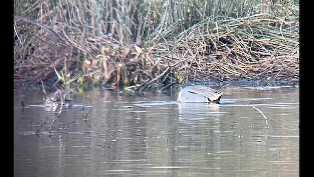 Green-winged Teal (Eurasian x American) - ML629627951