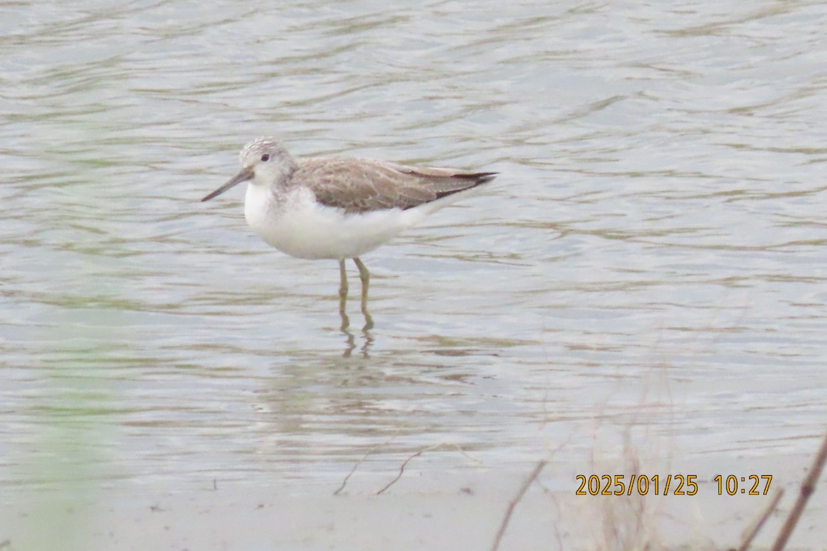 Common Greenshank - ML629627955