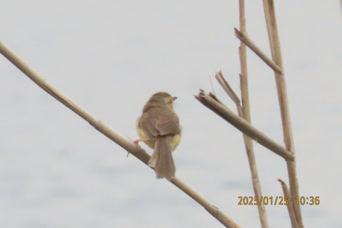 Brown Shrike - ML629627960