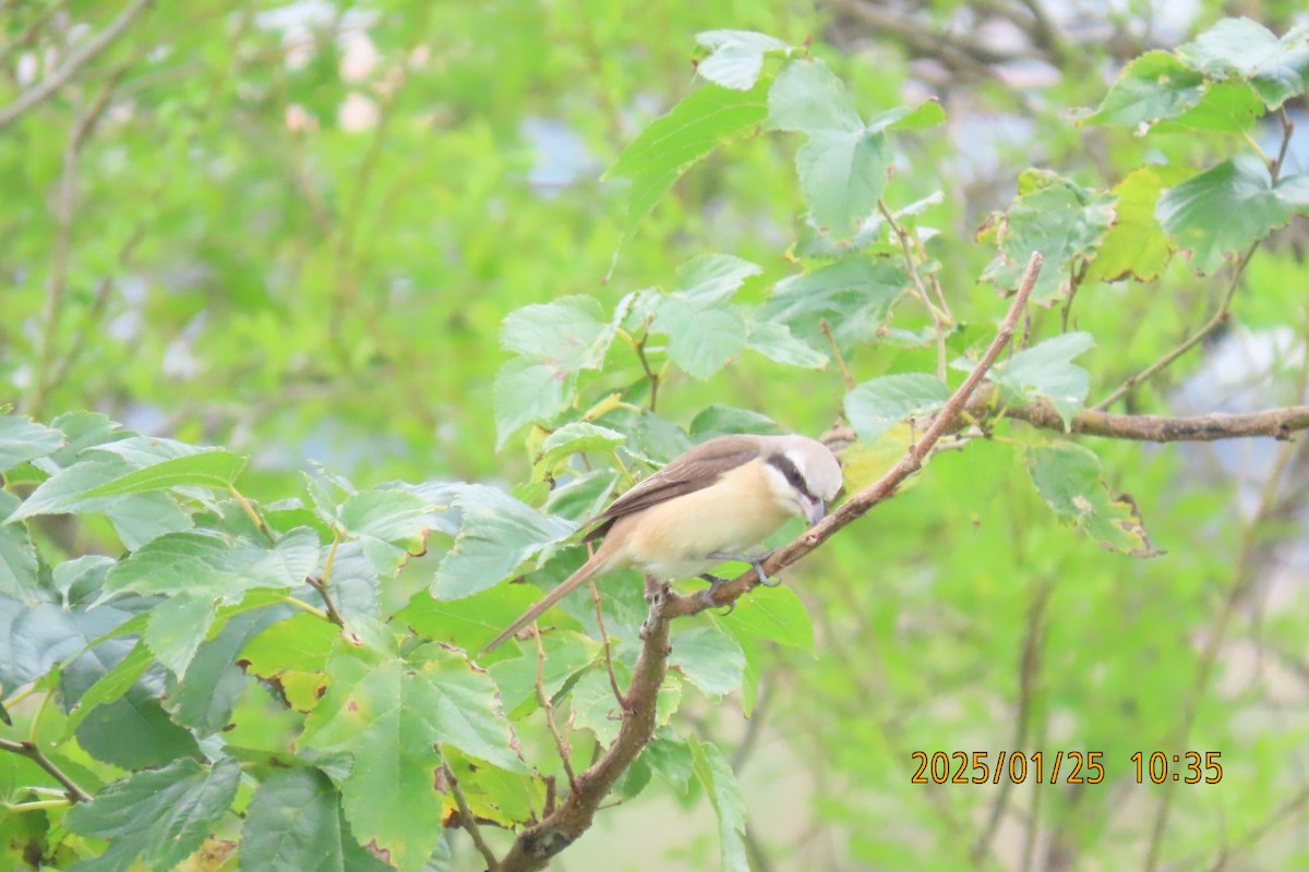Brown Shrike - ML629627961