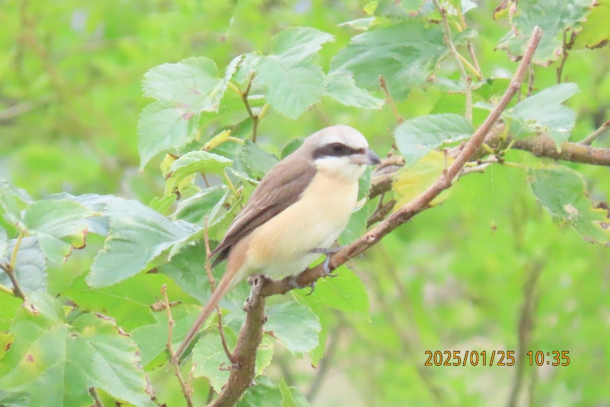 Brown Shrike - ML629627962