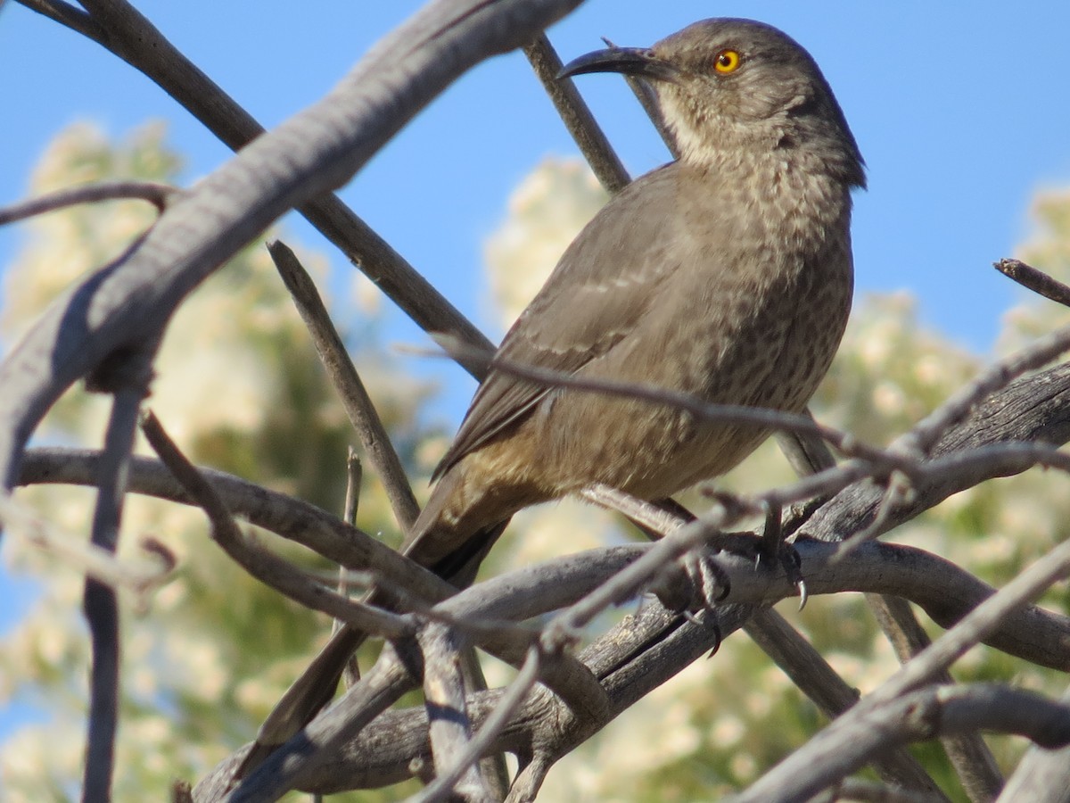 Curve-billed Thrasher (palmeri Group) - ML629628031