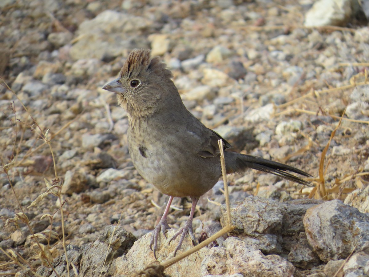 Canyon Towhee - ML629628040