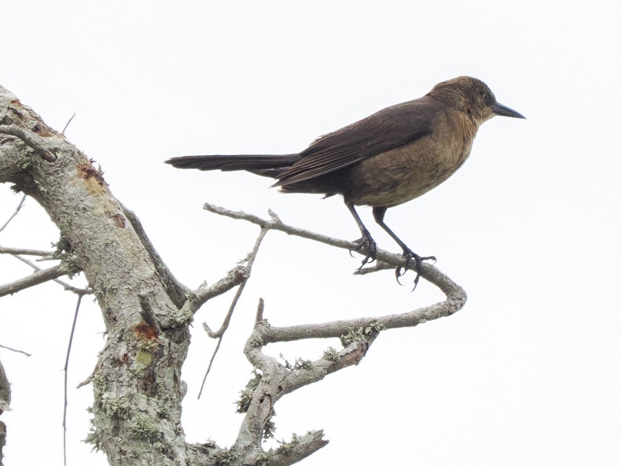 Great-tailed Grackle - ML629628183