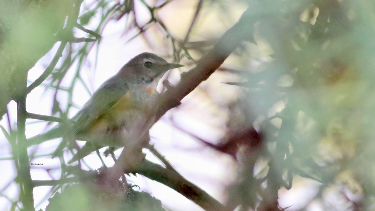 White-throated Robin - ML629628192