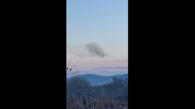 ホシムクドリ - ML629628277