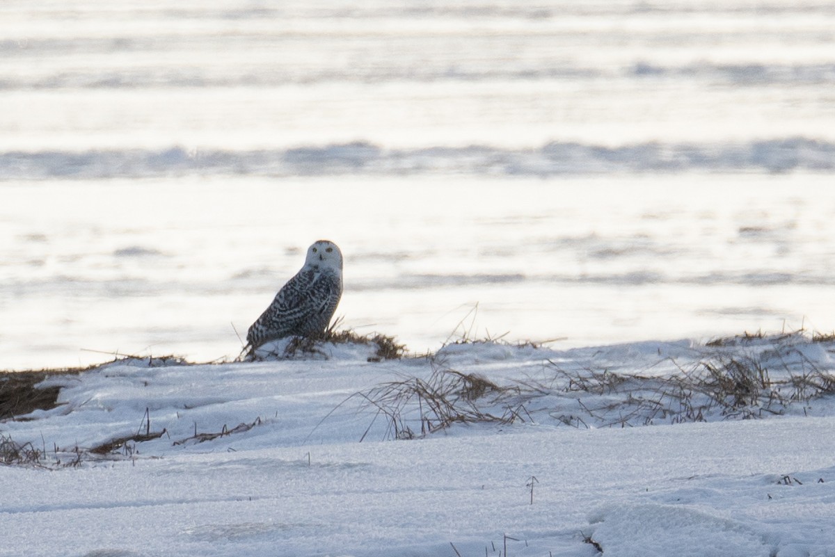 Snowy Owl - ML629628309