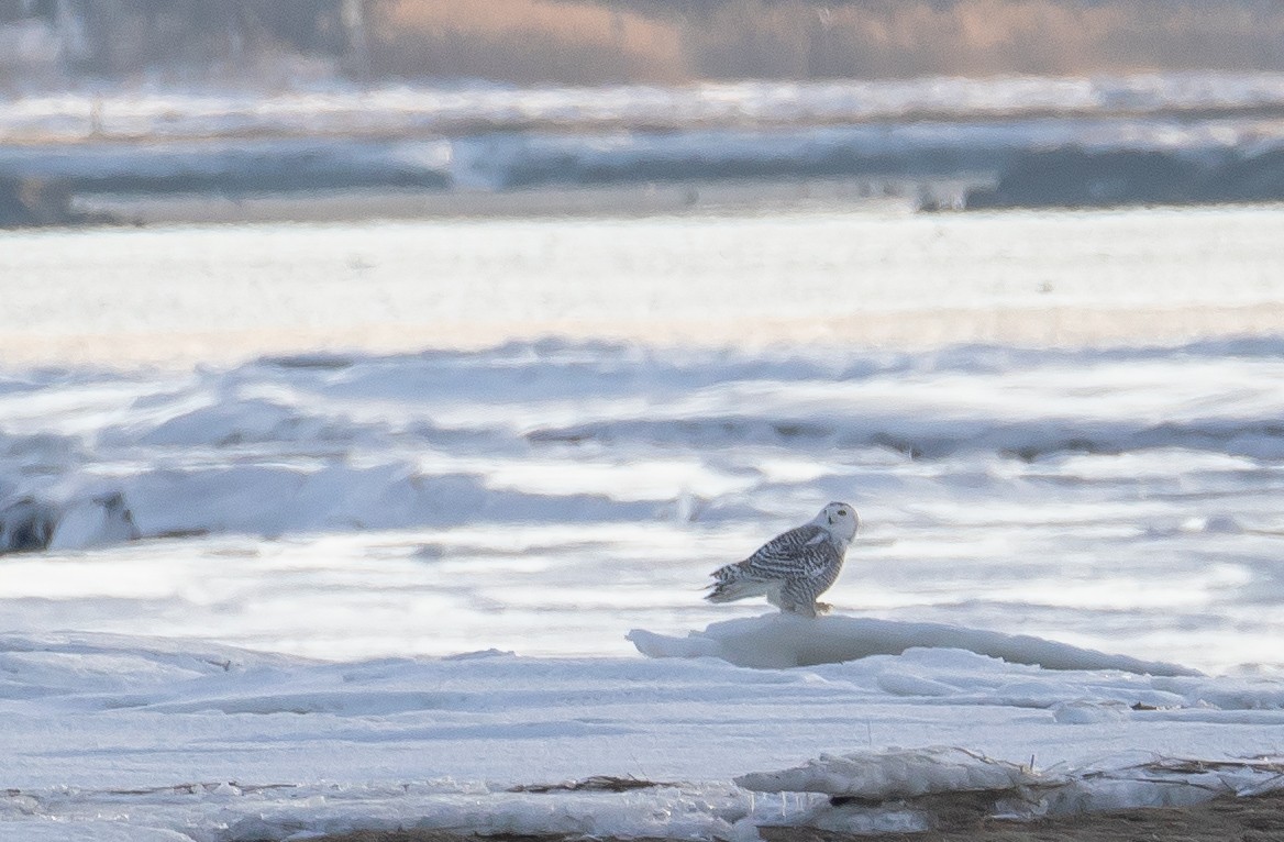 Snowy Owl - ML629628310