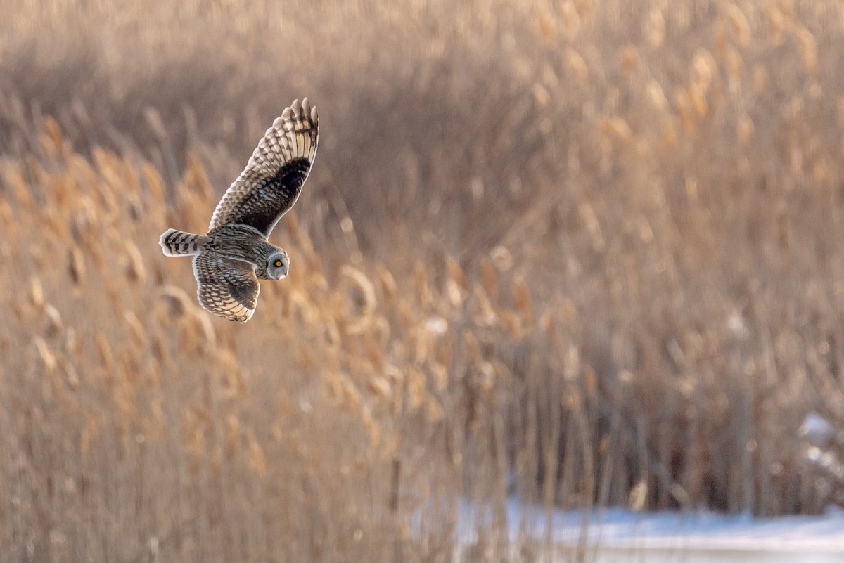 Short-eared Owl - ML629628325