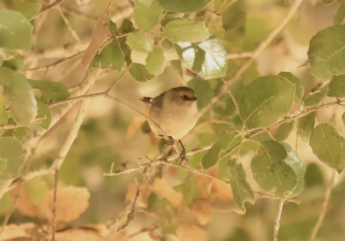 Bushtit - ML629628621