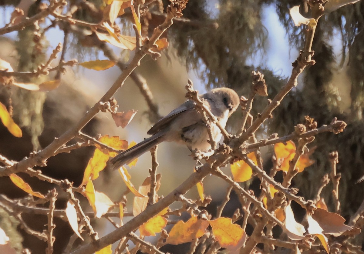 Bushtit - ML629628622