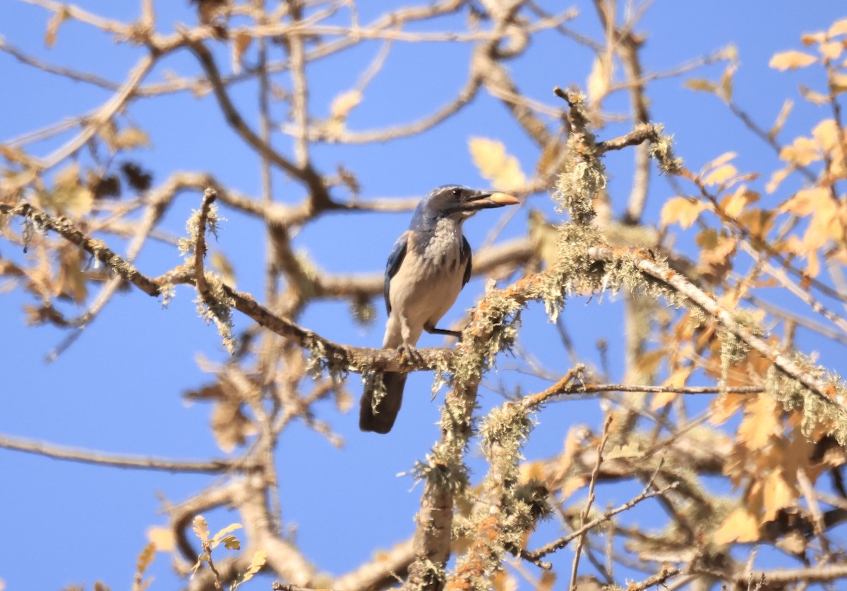 California Scrub-Jay - ML629628633