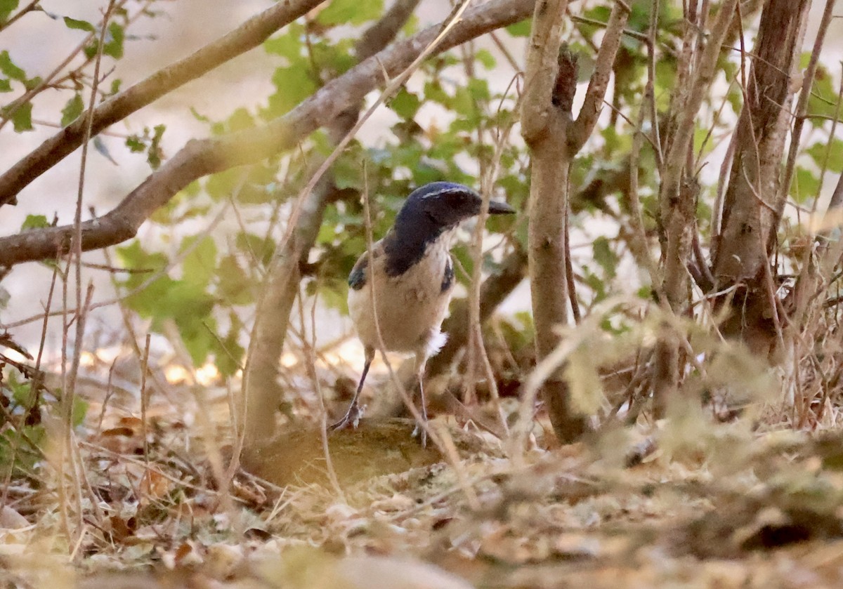 California Scrub-Jay - ML629628634