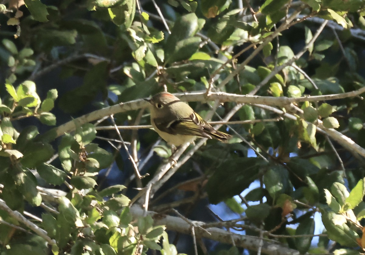 Ruby-crowned Kinglet - ML629628650