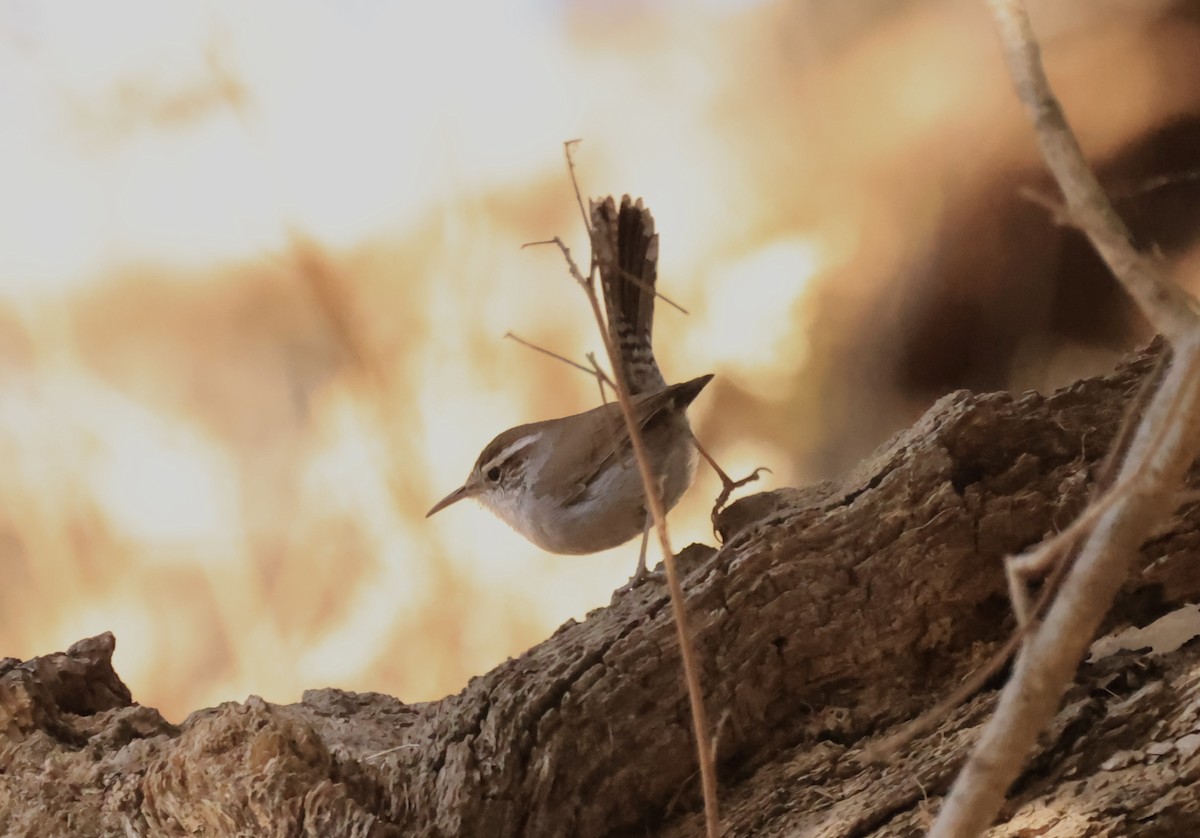 Bewick's Wren - ML629628658