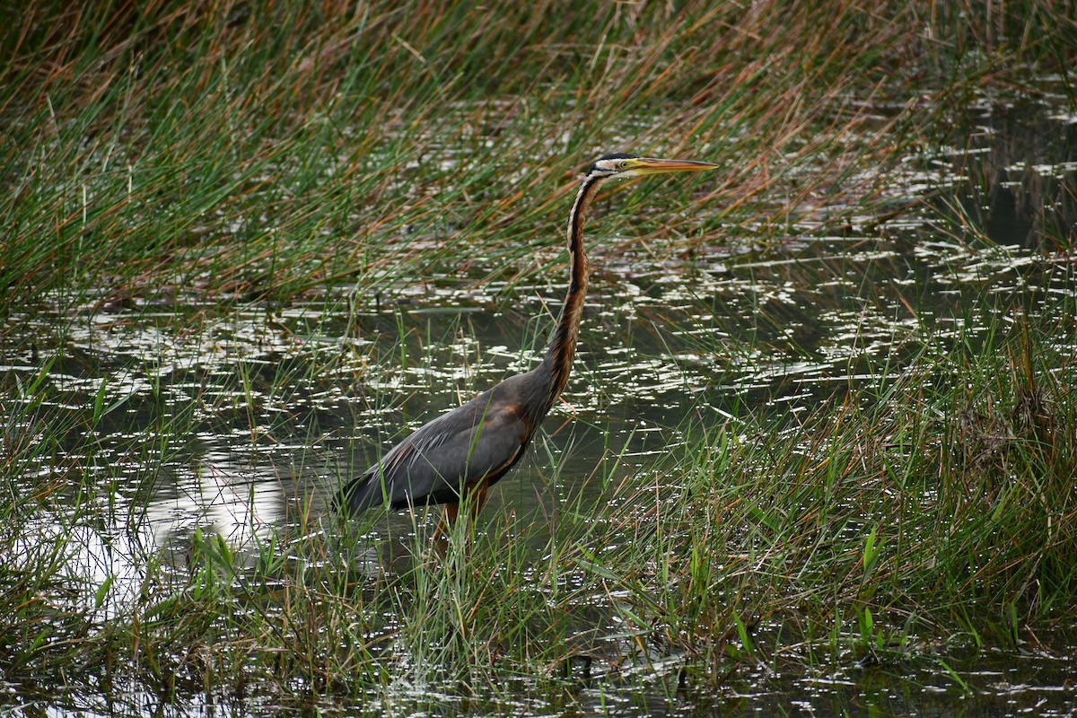Purple Heron - ML629628660
