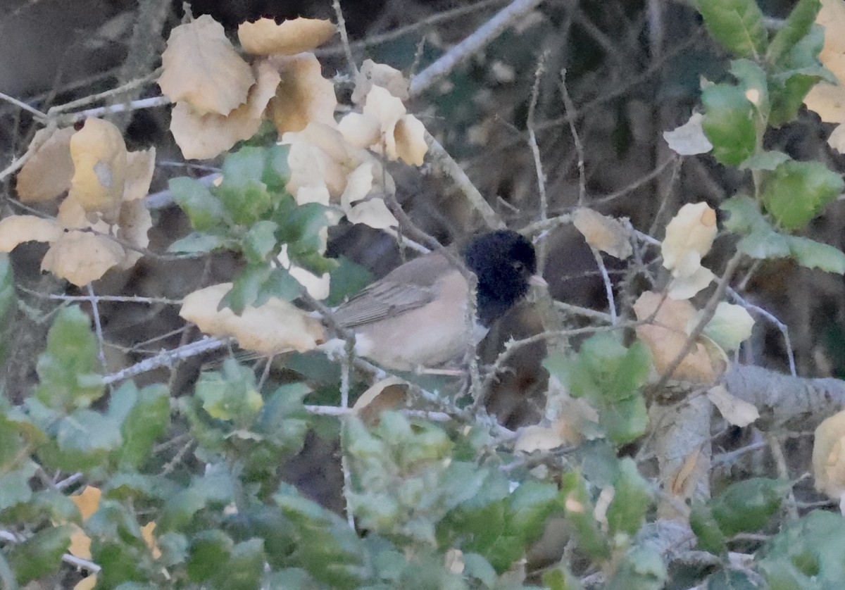 Dark-eyed Junco (Oregon) - ML629628670