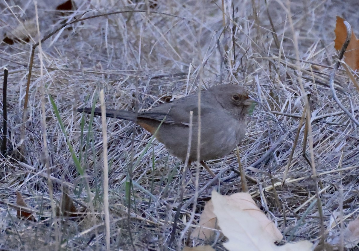 California Towhee - ML629628676