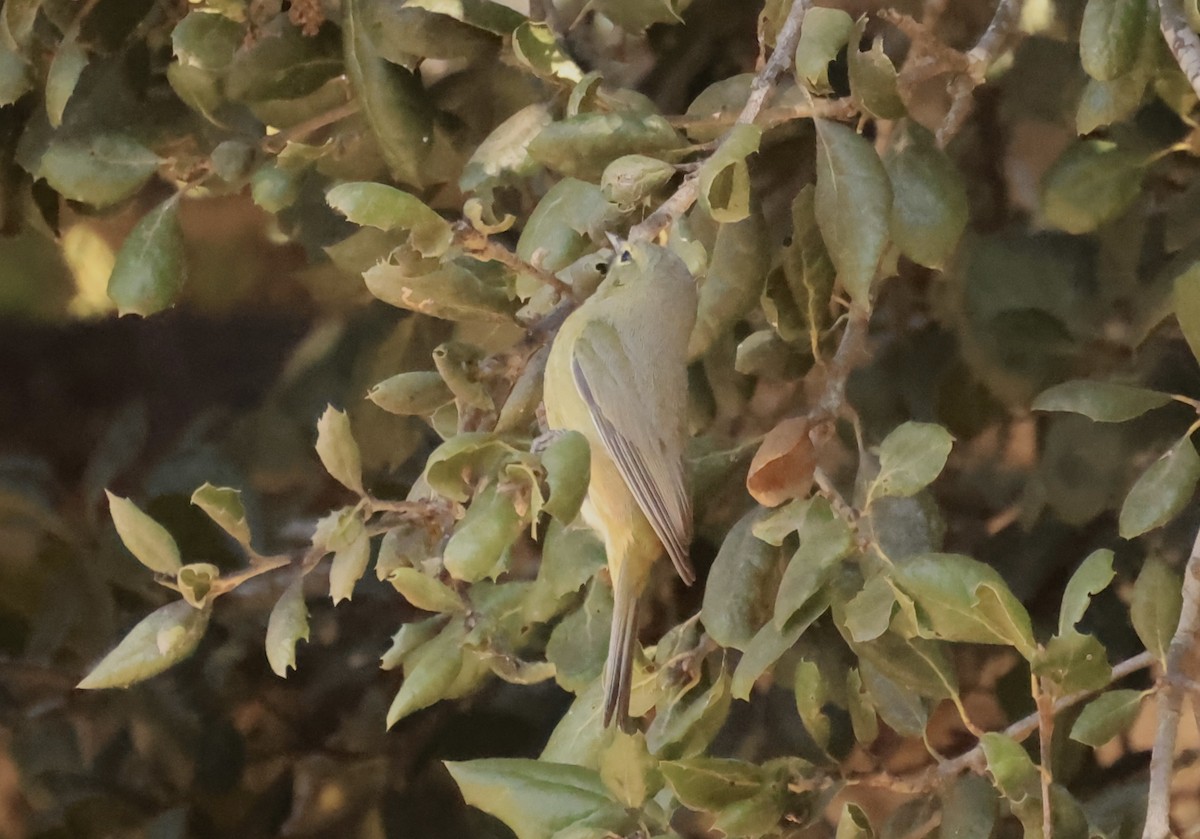Orange-crowned Warbler - ML629628687