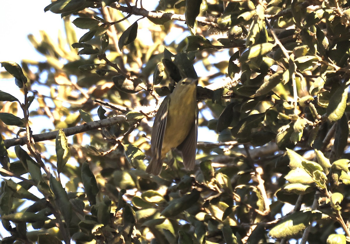Orange-crowned Warbler - ML629628688