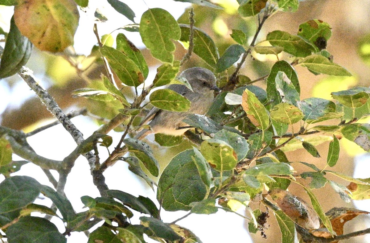 Bushtit - ML629628690