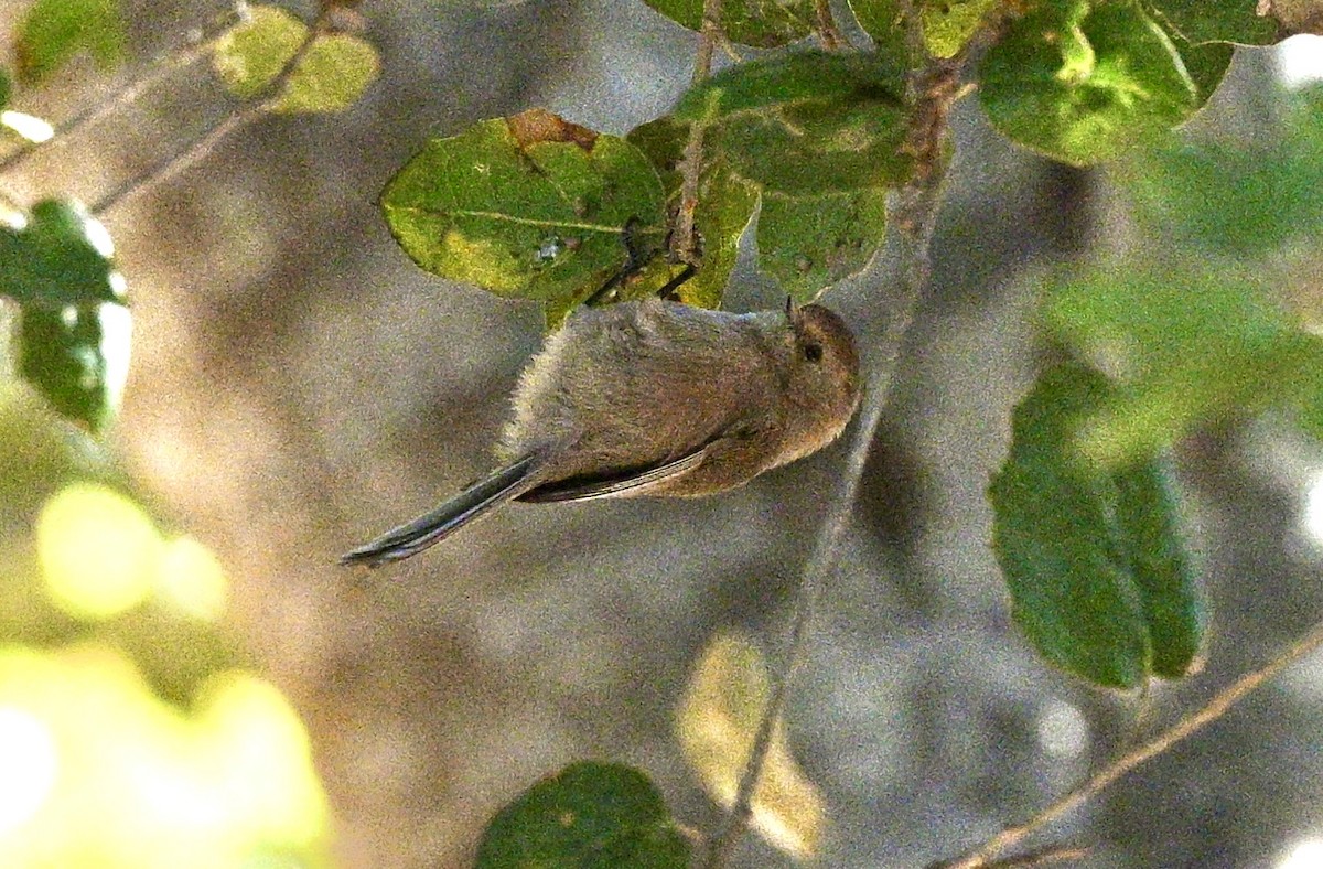 Bushtit - ML629628691